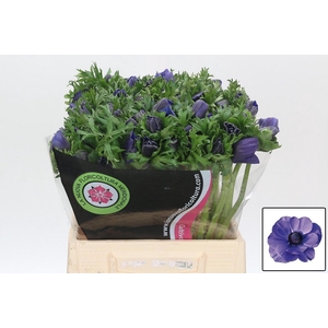 ANEM CO MIS + D BLUE