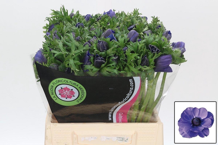 <h4>ANEM CO MIS + D BLUE</h4>