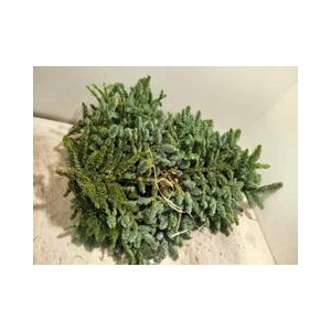 ABIES NOB BLAUW KILO