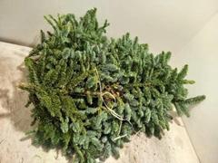 ABIES NOB BLAUW KILO