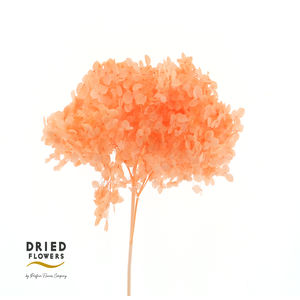 Dried Bleached Hydrangea Anna Salmon