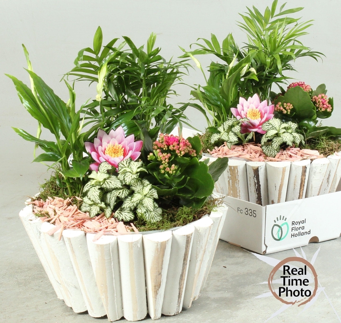 <h4>ARR KAMERPL</h4>