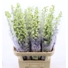 Delphinium Lavender Love
