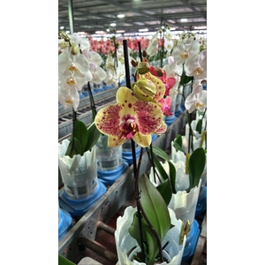 Phalaenopsis Exotic Punch - 2 tak 60cm