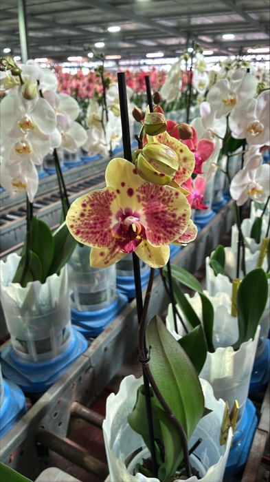 <h4>Phalaenopsis Exotic Punch - 2 tak 80cm</h4>