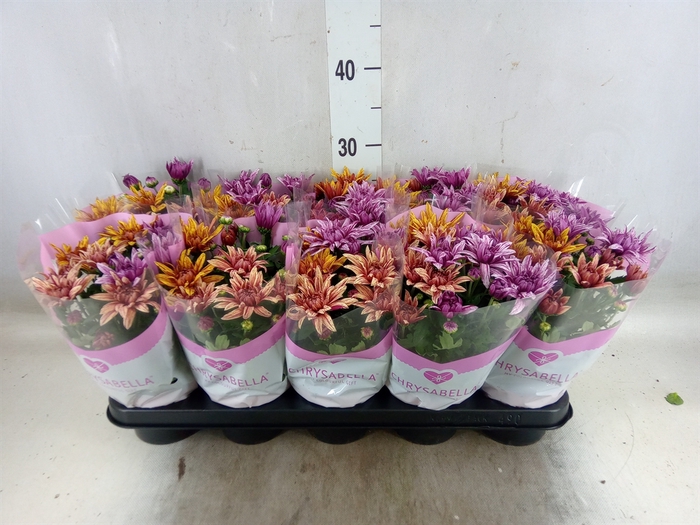 <h4>Chrysanthemum  'Artistic Jeff' .mix</h4>