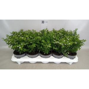 Cuphea hyssopifolia