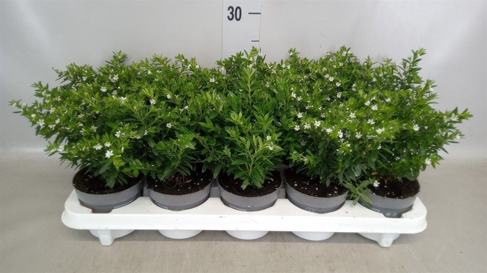 <h4>Cuphea hyssopifolia</h4>