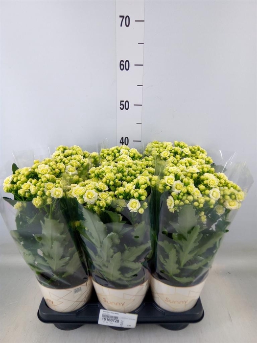<h4>Kalanchoe  'Sunny White'</h4>