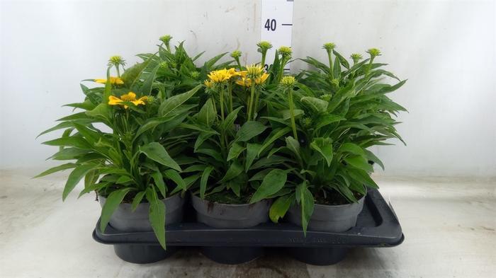 <h4>Echinacea  'Sombrero Lemon Yellow'</h4>