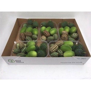 Sier Cucumis Mix X5 Hol