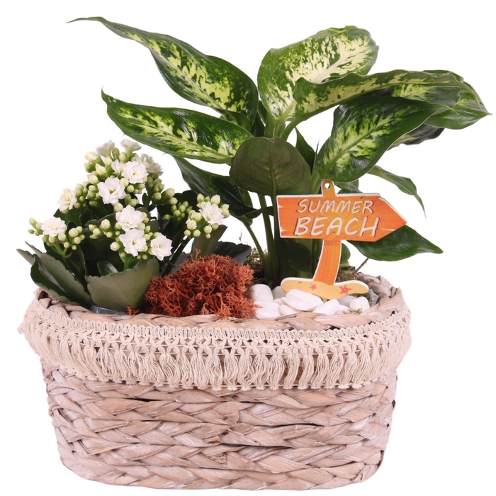 <h4>Opm Maritime Arr. Indoor Willow Pot Oval Frills</h4>