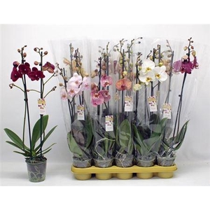 Phal 10 Kl 2 Branches 18++