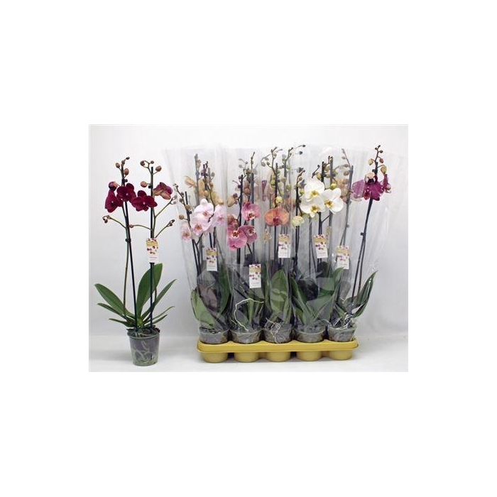 <h4>** Phal Gem 10 Kl 2 Branches 18++ Winter Promo *</h4>