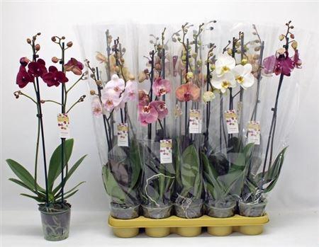 Phal 10 Kl 2 Branches 18++