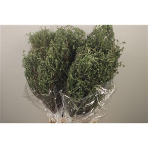 Thym Falso Per Bunch 400 Gram