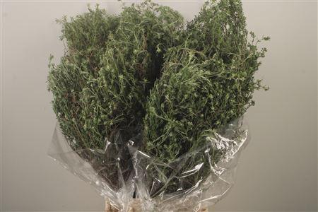 <h4>Thym Falso Per Bunch 400 Gram</h4>