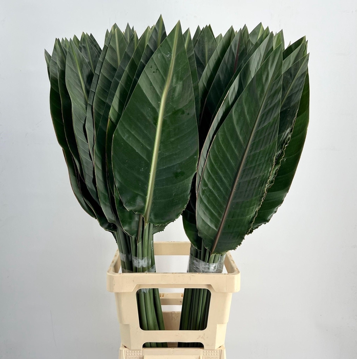 <h4>Strelitzia Reginae Blad</h4>