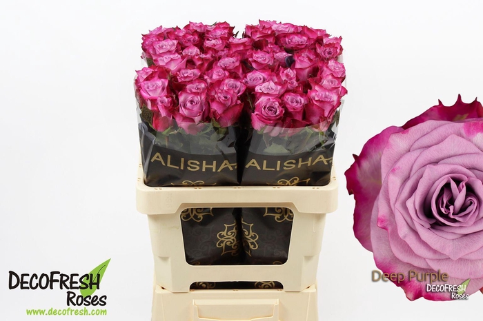 <h4>R Gr Deep Purple</h4>