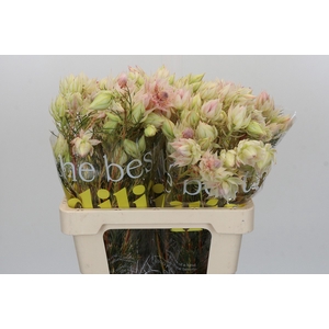 Blushing Bride 4/6 Flowers