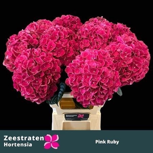 Hydr M Mag Pink Ruby