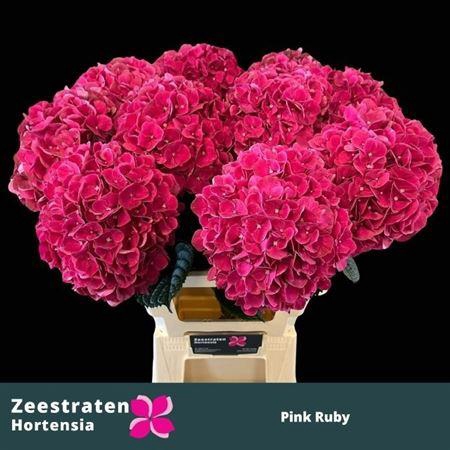 <h4>Hydr M Mag Pink Ruby</h4>