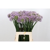 Allium senescens