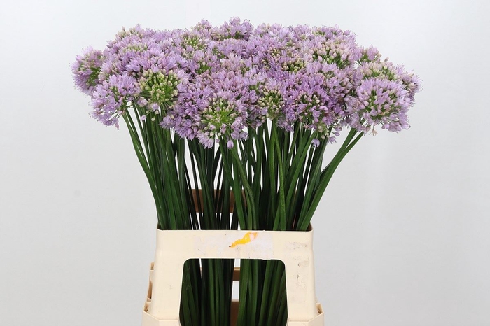 Allium senescens