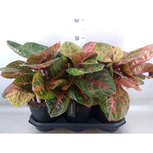 Aglaonema   ...
