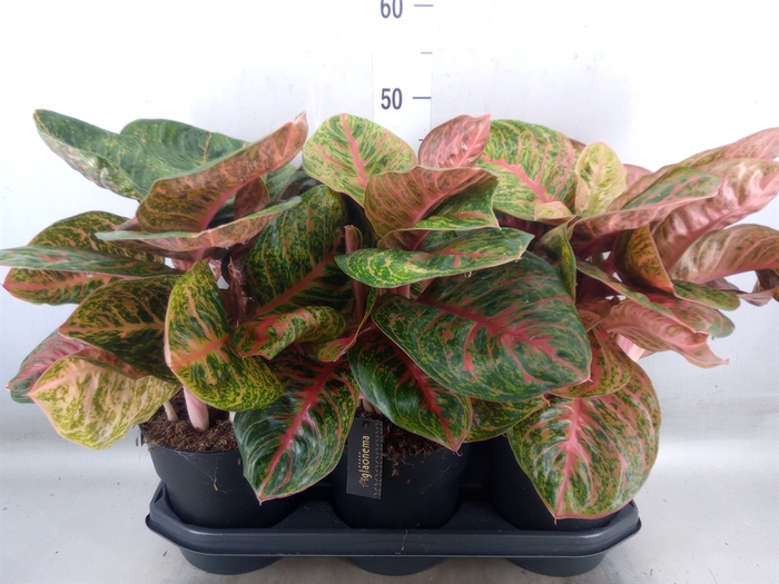 <h4>Aglaonema   ...</h4>