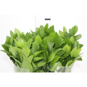 FOLH RUSCUS 080 CM