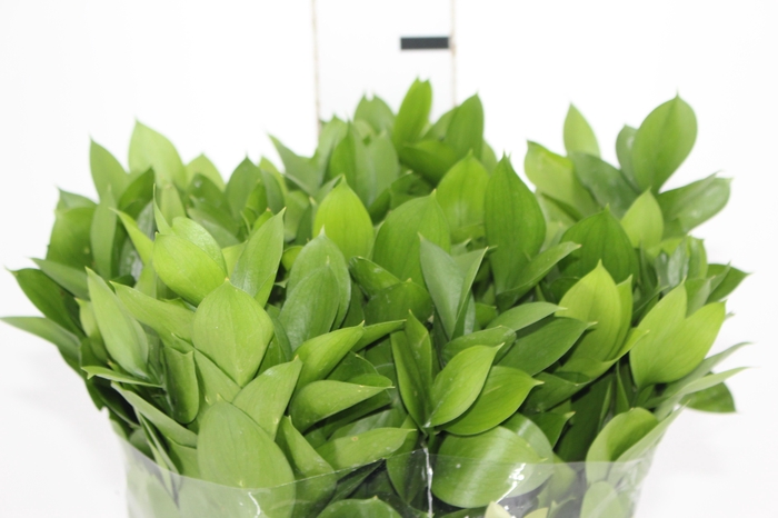 <h4>FOLH RUSCUS 080 CM</h4>