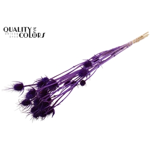 Cardi Distel Bleached 5pc/bunch 70cm Purple