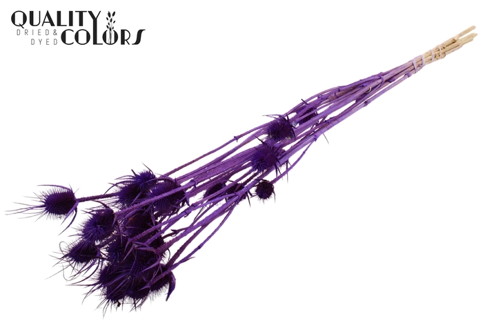 <h4>Cardi Distel Bleached 5pc/bunch 70cm Purple</h4>