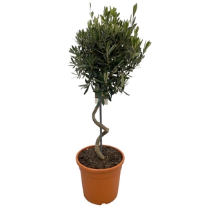OLEA EUROPAEA