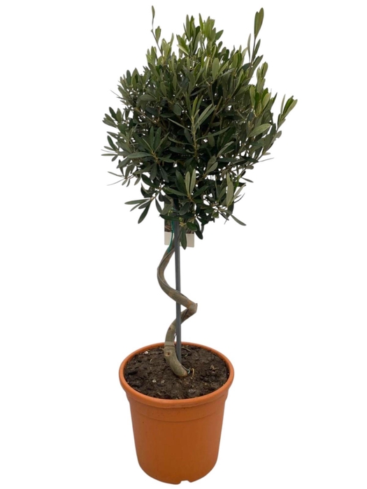 <h4>OLEA EUROPAEA</h4>