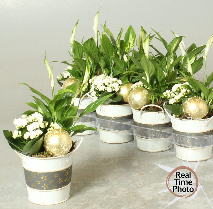 <h4>ARR KAMERPL</h4>