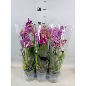 Phalaenopsis multi. 'Hornglin Vick'