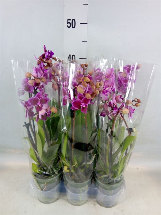 <h4>Phalaenopsis multi. 'Hornglin Vick'</h4>