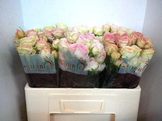 <h4>R TR GEM IN FUST</h4>