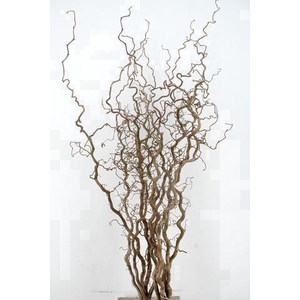 CORYL AV CONTORTA 2 JARIG 160CM