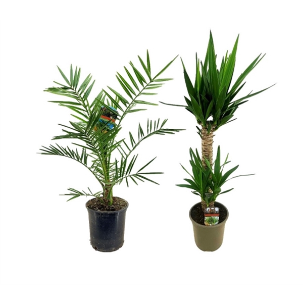 <h4>Palm mix</h4>