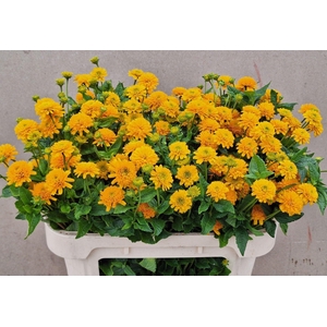 HELIOPSIS HELIANTHOIDES ASAHI HELIO