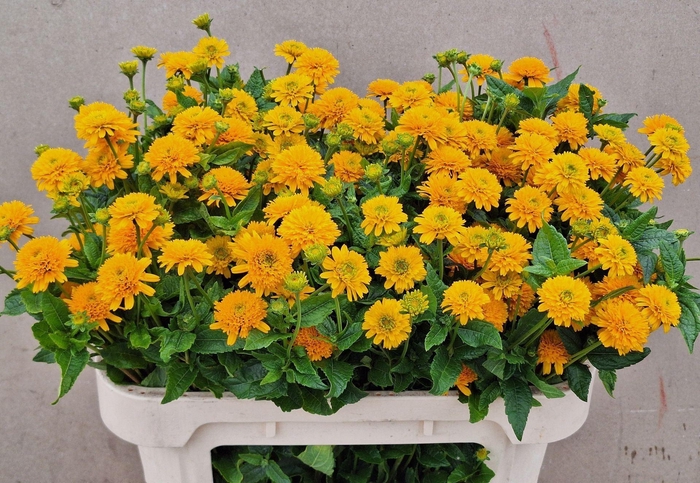 <h4>HELIOPSIS HELIANTHOIDES ASAHI HELIO</h4>