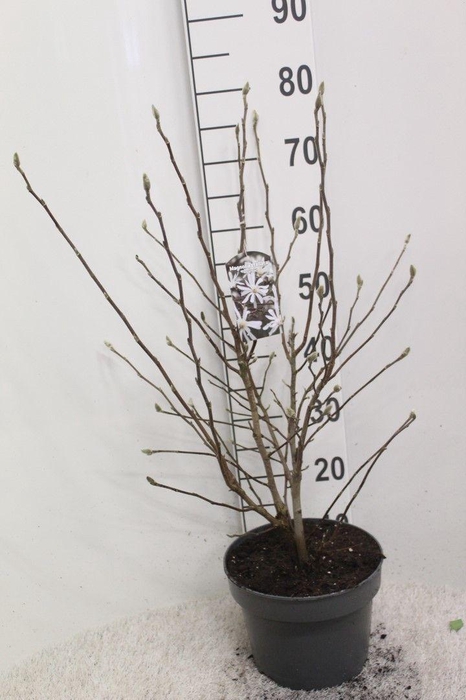 <h4>Magnolia stellata 'Royal Star' P23 potgedrukt</h4>