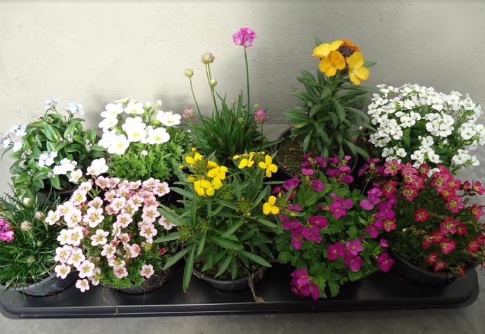 <h4>Achillea overig</h4>