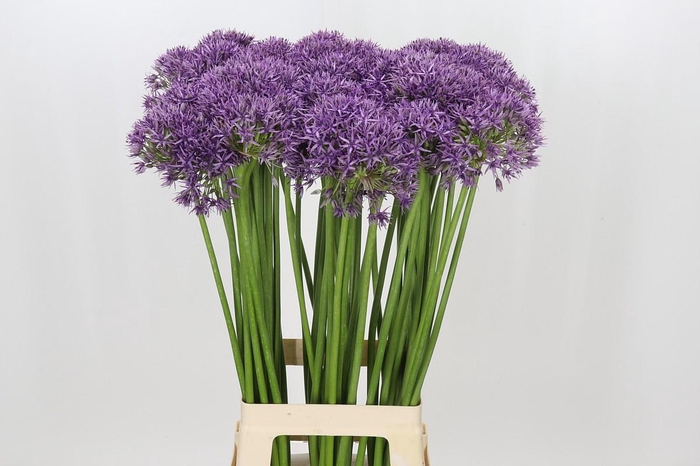 <h4>Allium Violet Beauty</h4>