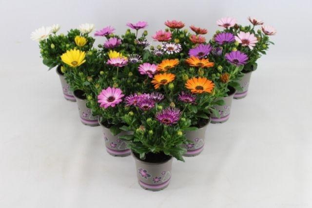 Osteo Margarita Mixk