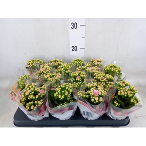 Kalanchoe blos. 'RosDon Alano'