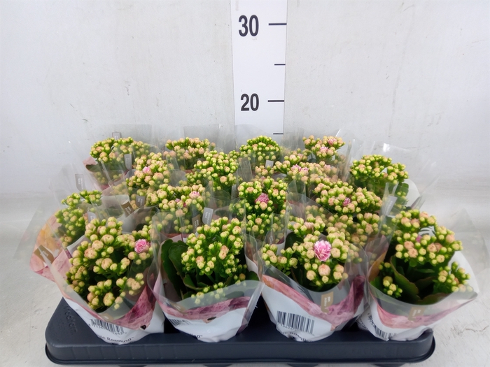 <h4>Kalanchoe blos. 'RosDon Alano'</h4>